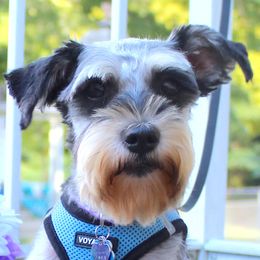 Little Blackie - Miniature Schnauzer