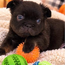 Boy 3 - Liver male French Bulldog puppy in Norwalk, Ohio from The Frenchie Ravine Connection LLC
