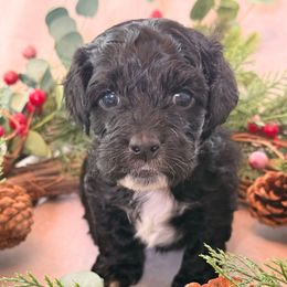 Zuckerman - Black white and tan male Cockapoo puppy in Saint Louis, Missouri from Jax Doodles
