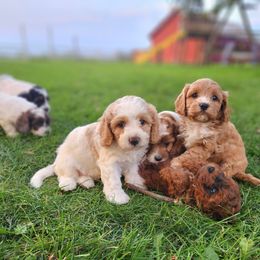Cavapoo and Dachshund Puppies from Barnyard Dachshunds, Dals & Doodles