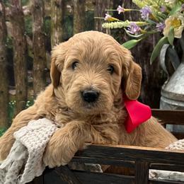 Pink Girl - Cream female Goldendoodle puppy in The Woodlands, Texas from Gracie's Goldendoodles and Bernedoodles of The Woodlands