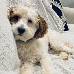 Zeke - Goldendoodle