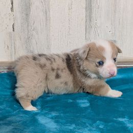 Belle - Red merle and white female American Corgi puppy in Lufkin, Texas from Texas Lil Cowdogs