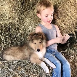 Collie Puppies from Goodwin Collies