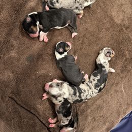 Miniature Australian Shepherd Puppies from Dripping Springs Mini Aussies