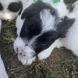Greg - Black and white male Sheepadoodle puppy in Leeton, Missouri from Jane's Sheepadoodles