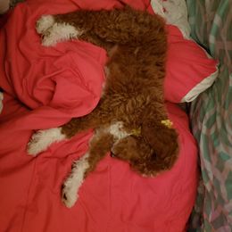 Aussiedoodle, Bernedoodle, and Poodle Puppies from Color Country Doodles