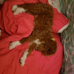 Aussiedoodle, Bernedoodle, and Poodle Puppies from Color Country Doodles