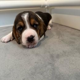 Grey Collar - Black white and brown male Basset Hound puppy in Republic, Missouri from Shauna Jones Family Basset Hounds
