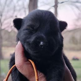 Orange Collar - Arlo - Sable male German Shepherd puppy in Augusta, West Virginia from Cricket Hollow Canines