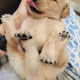 Goldendoodle and Golden Retriever Puppies from A Golden Summer