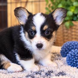 Dolly - Black and white female Cardigan Welsh Corgi puppy in Kerens, West Virginia from Leather & Lace