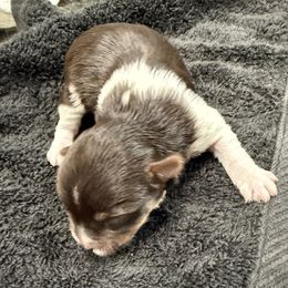 Yorkshire Terrier puppies from KD's Yorkshire Terriers