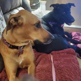 Chihuahuas, Companion Crosses, and Shih Tzus from Purposefully Bred Kennel