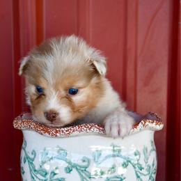 Spring - Red merle female Australian Shepherd puppy in Kirksville, Missouri from BellSharps Australian Shepherds