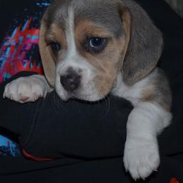 Blue Silver Tri color girl Miracle - Blue tan and white female Beagle puppy in Spring Creek, Nevada from Badland Kennel