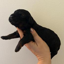 Liberty - Black white and tan female Cockapoo puppy in Egg Harbor City, New Jersey from Grace Given Cockapoos (GGC)
