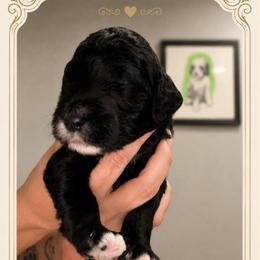Dorian - Black male Goldendoodle puppy in Moreno Valley, California from Rainbow SoCal Doodles
