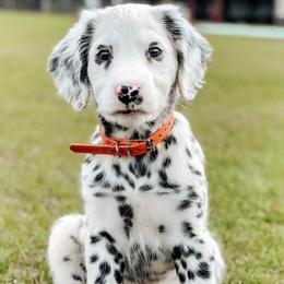 Dalmatian Puppies from Spotted Jewels Dalmatians