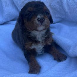 Girl 3 - Merle female Bernedoodle puppy in Los Angeles, California from Bernied00dle Love
