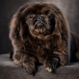 BLUE - Pekingese