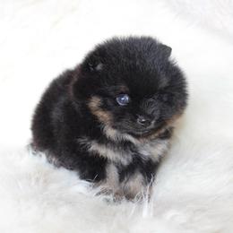 Bentley - Black and tan male Pomeranian puppy in San Marcos, Texas from Hill Country Poms