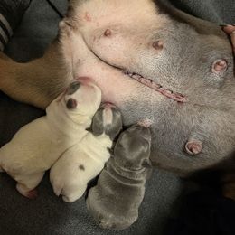 Blue girl - Blue female French Bulldog puppy in Pennsylvania from R & C French Bulldogs