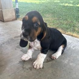 Girl 5 - Black brown and white female Basset Hound puppy in Panhandle, Texas from TNT Bassets