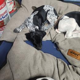 German Shorthaired Pointer Puppies from Lake Effect GSP's