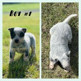 Boy 1 - Blue mottled male Australian Cattle Dog puppy in Prague, Oklahoma from S&B Cattle Co.