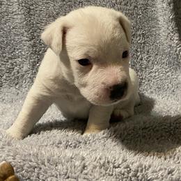 Mark - White male Jack Russell Terrier puppy in Melbourne, Florida from Rustling Oaks Jack Russell Terrier’s