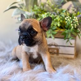 French Bulldog Puppies from Shining K Ranch