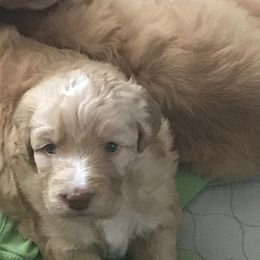 Bordoodle Puppies from Alabama Top Doodles