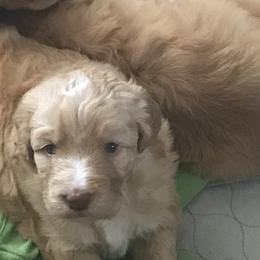 Bordoodle Puppies from Alabama Top Doodles