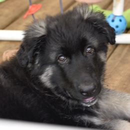 Buffalo Soldier - Black and silver Shiloh Shepherd puppy in Tenafly, New Jersey from Island Shilohs