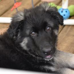 Buffalo Soldier - Black and silver Shiloh Shepherd puppy in Tenafly, New Jersey from Island Shilohs