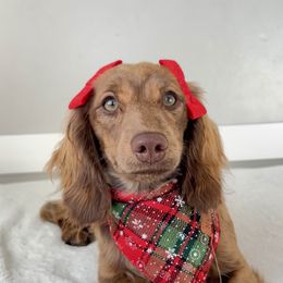 Tipsy - Dachshund