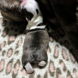 Boy 1 - Black brindle and white male Boston Terrier puppy in North Central, Vermont from Windy Valley’s Bostons