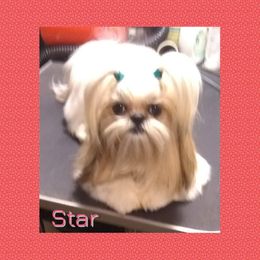 Star - Shih Tzu