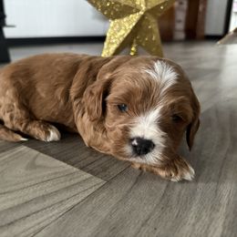 Charlie - Red male Cavapoo puppy in Osseo, Michigan from Smiths Fluffy butts