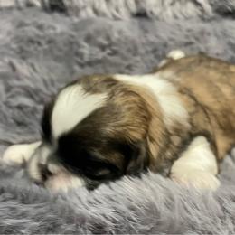 Puppy 4 - Gold and white female Shih Tzu puppy in Kingsley, Michigan from Joseph's Shih Tzus