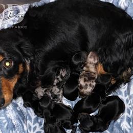 Dachshund Puppies from Camacho_Dachshunds