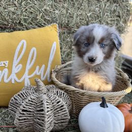 Boy 1 - Blue merle male Australian Shepherd puppy in San Bernardino, California from Zermeno Ranch