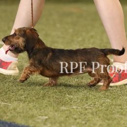 Lil Foz - Dachshund