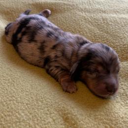 Dachshund Puppies from Lilly's Long Dogs