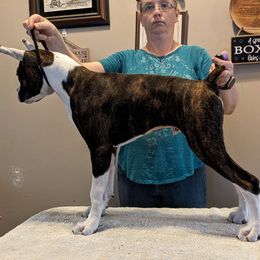 Barley - Brindle Boxer puppy in Yulee, Florida from Bitty's Boxers