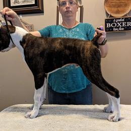 Barley - Brindle Boxer puppy in Yulee, Florida from Bitty's Boxers
