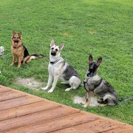 German Shepherds from Spirit Paws