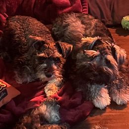 Miniature Schnauzer Puppies from Sugarbaby Kennel