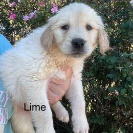 Lime - Light golden female Golden Retriever puppy in Jesup, Georgia from Painted Platinum Retrievers (Painted Platinum Kennel) PPK